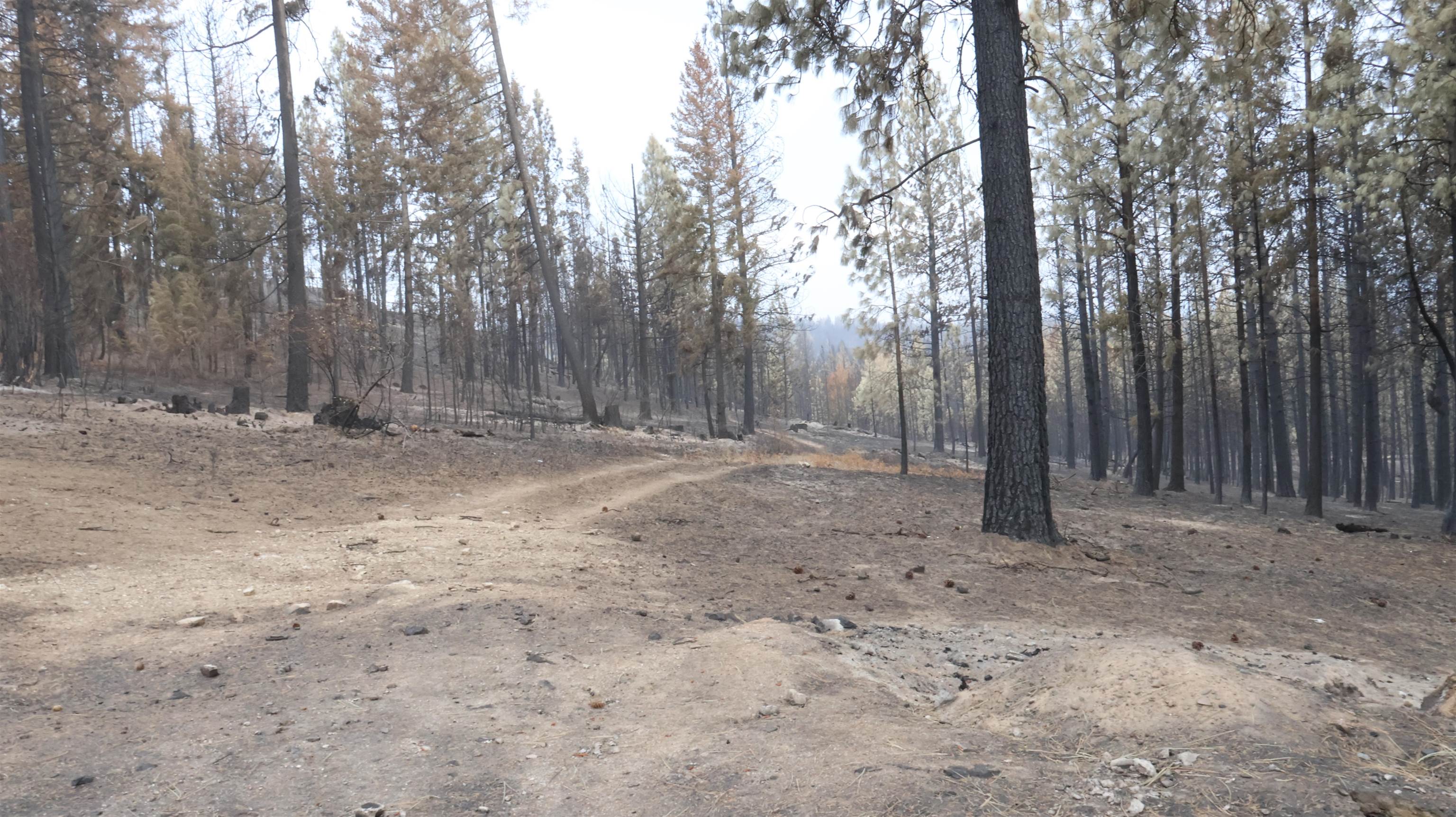 16512 East Oregon Road Elk, WA 99009 - Photo 29 of 49