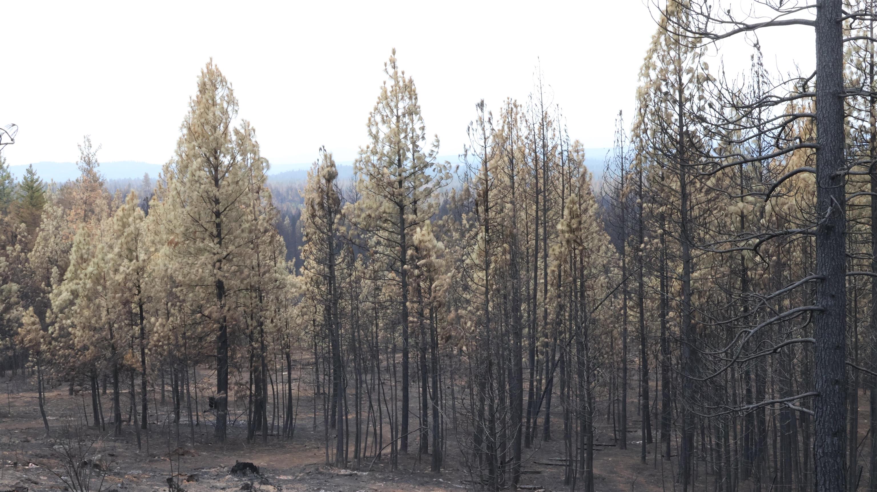 16512 East Oregon Road Elk, WA 99009 - Photo 32 of 49