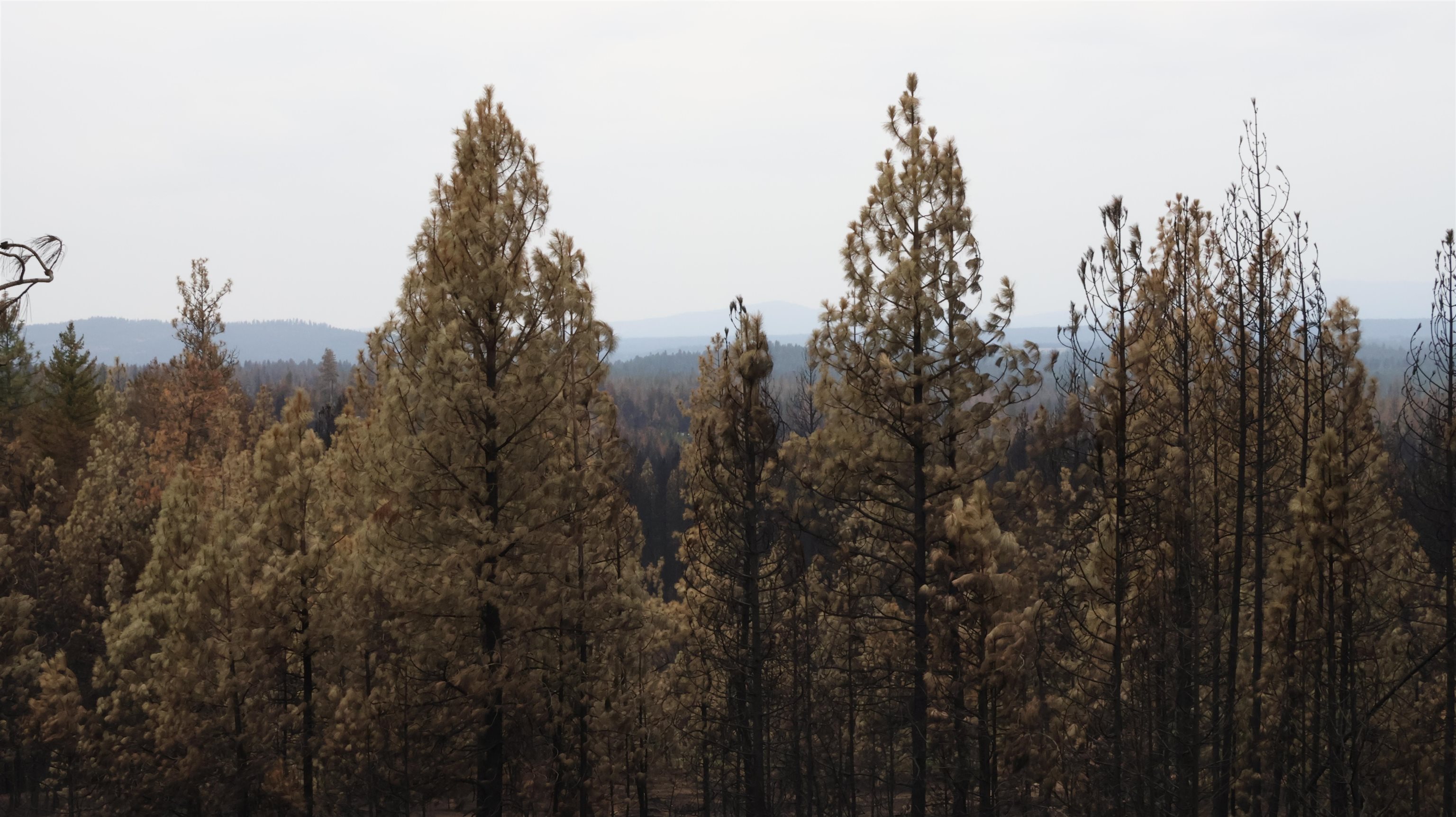 16512 East Oregon Road Elk, WA 99009 - Photo 36 of 49