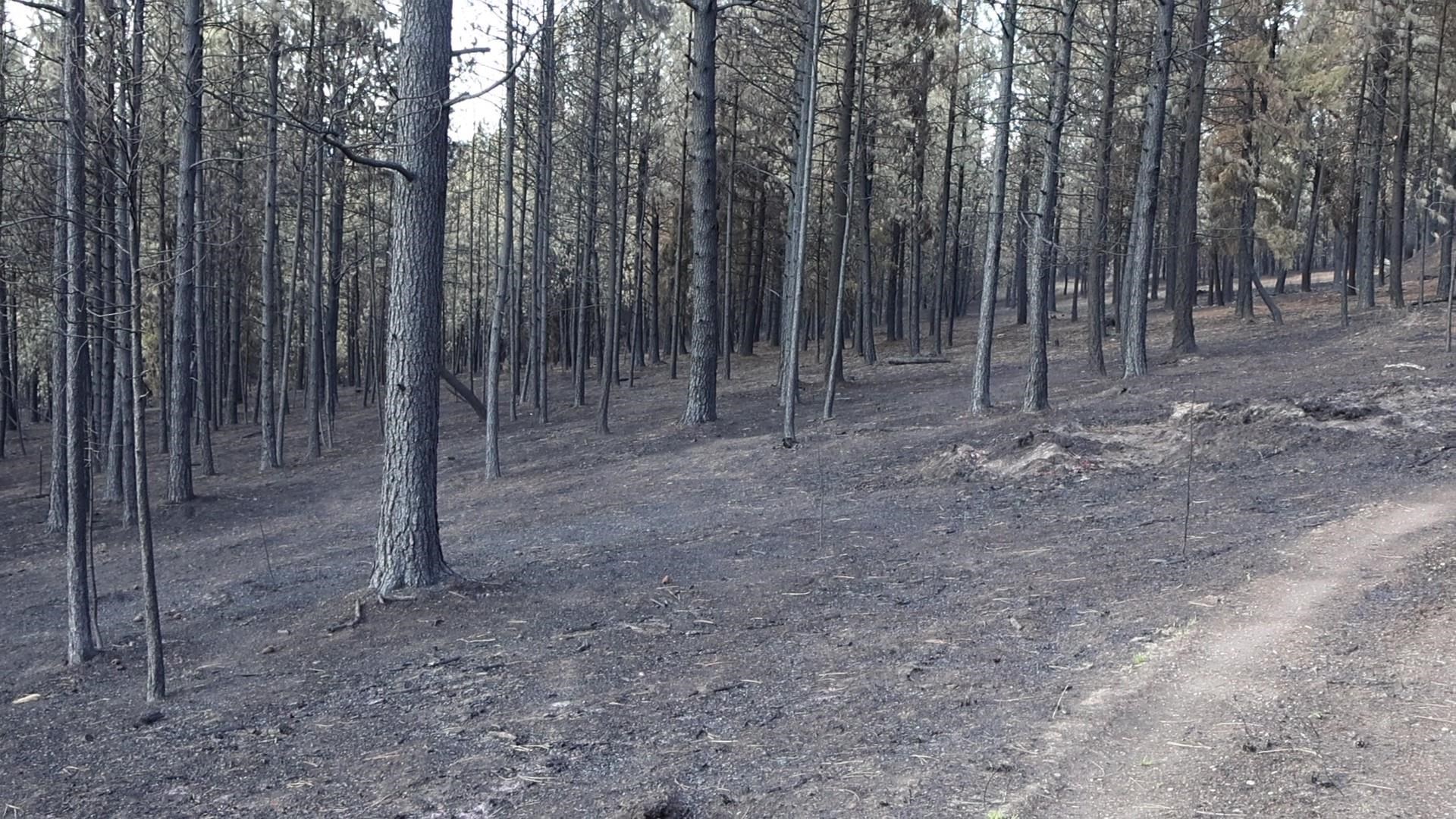 16512 East Oregon Road Elk, WA 99009 - Photo 39 of 49