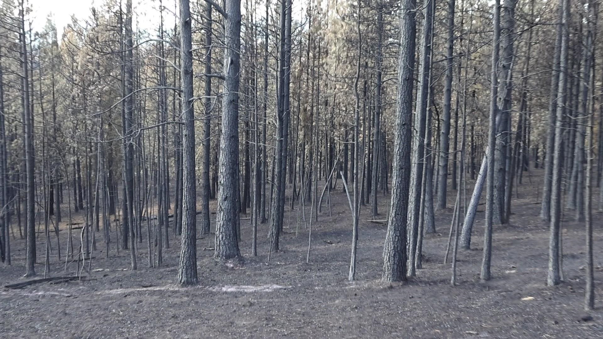 16512 East Oregon Road Elk, WA 99009 - Photo 41 of 49