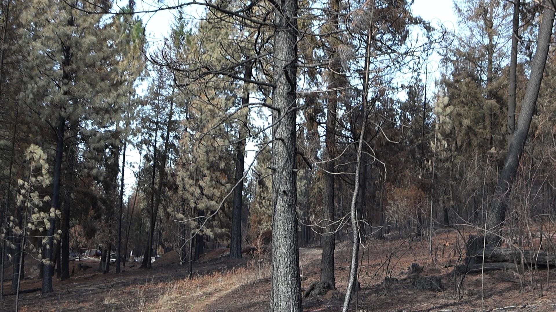 16512 East Oregon Road Elk, WA 99009 - Photo 43 of 49