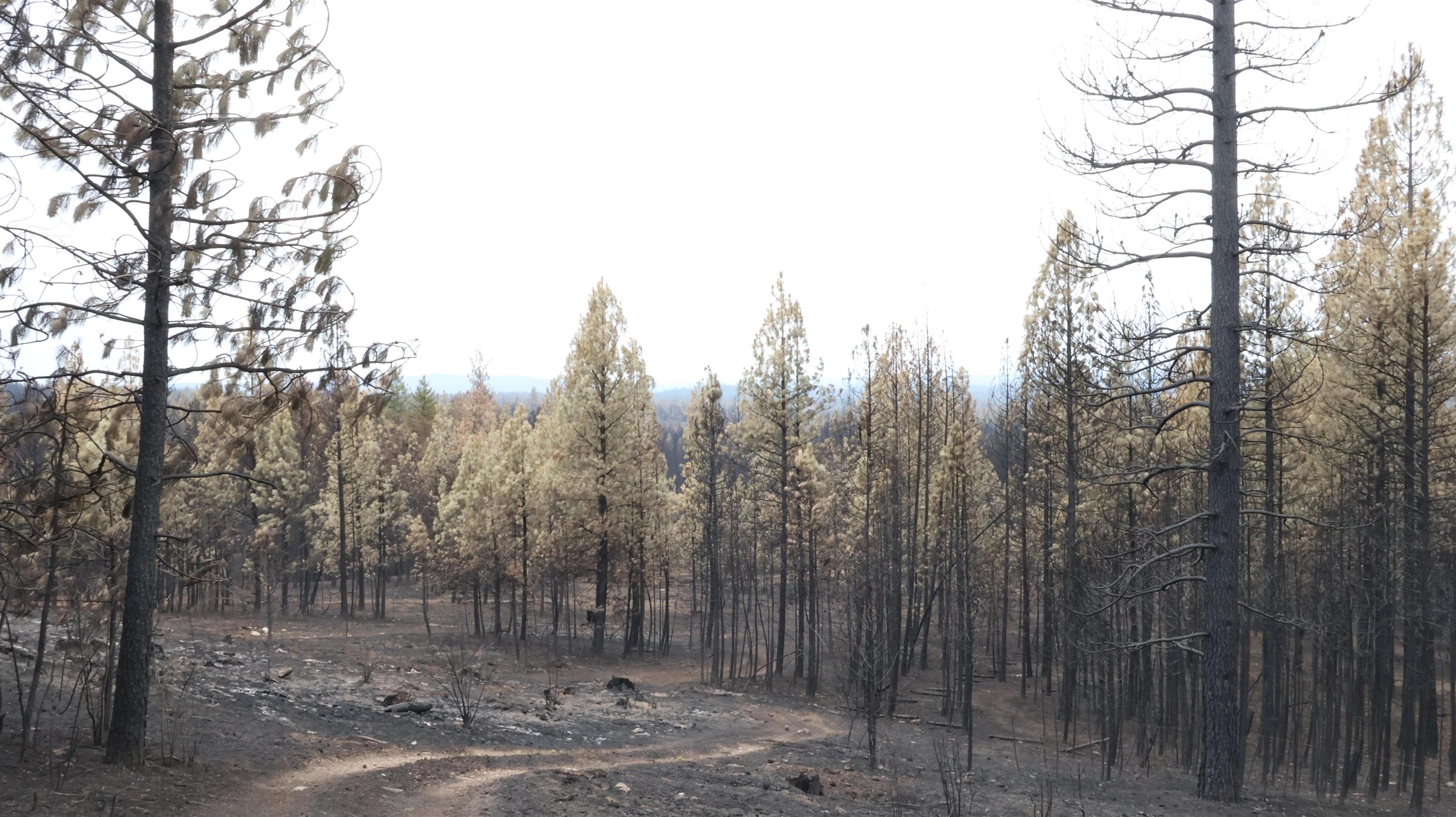 16512 East Oregon Road Elk, WA 99009 - Photo 45 of 49