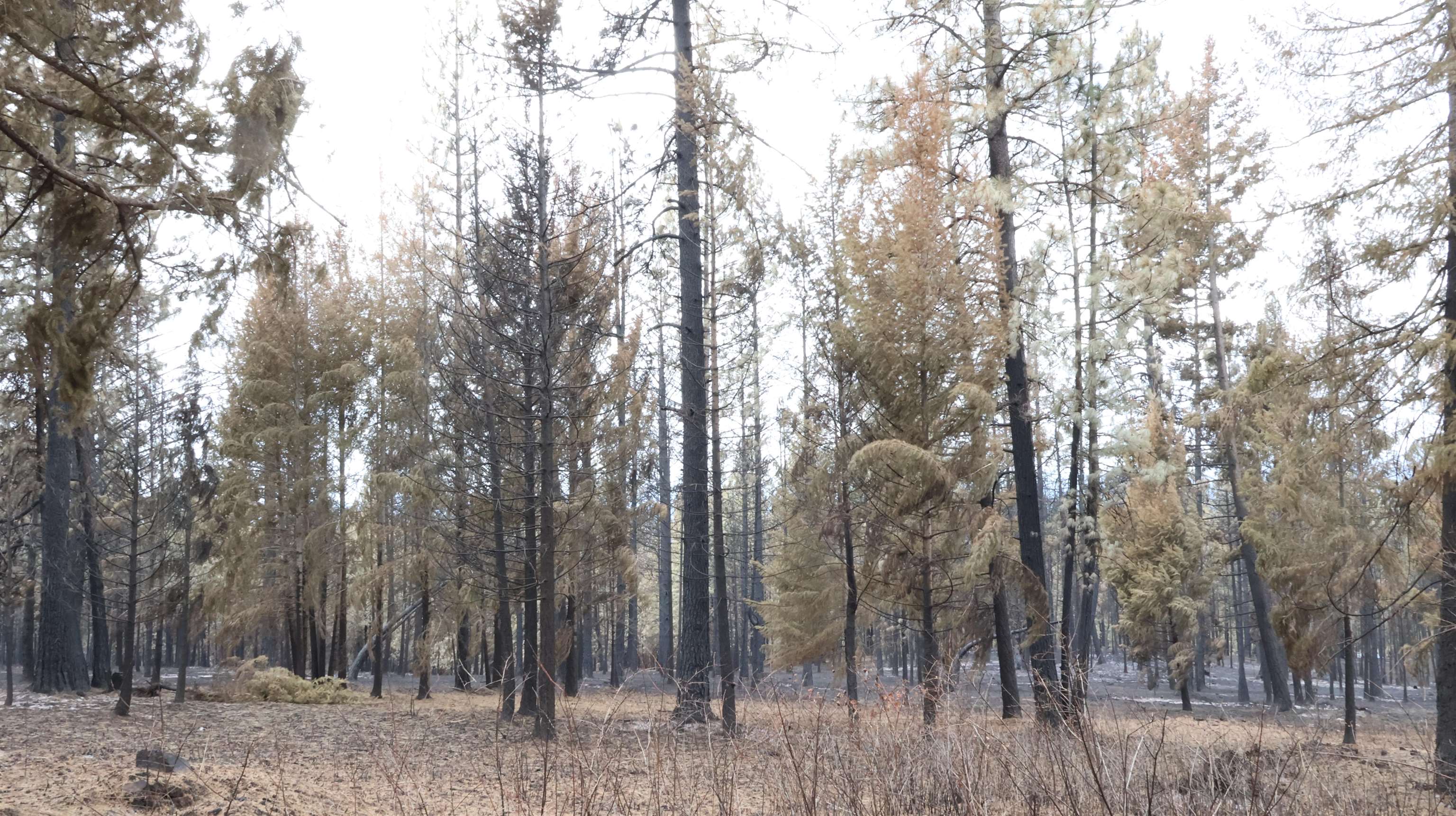 16512 East Oregon Road Elk, WA 99009 - Photo 8 of 49