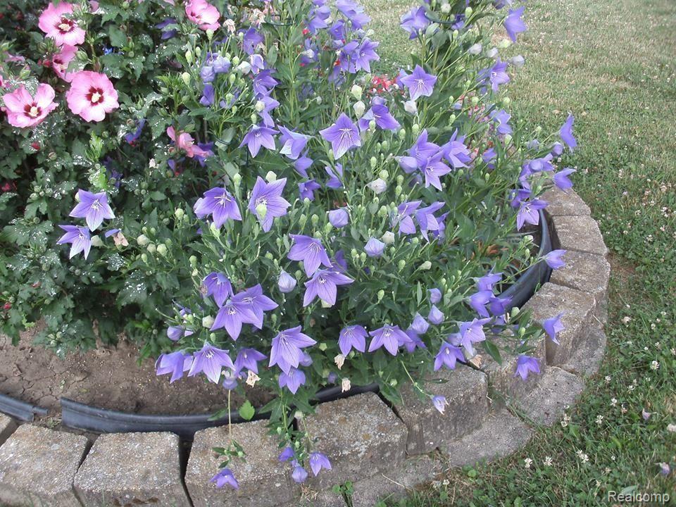 4460 Capac Road Capac, MI 48014 - Photo 18 of 26 Sue Flowers 8.jpg