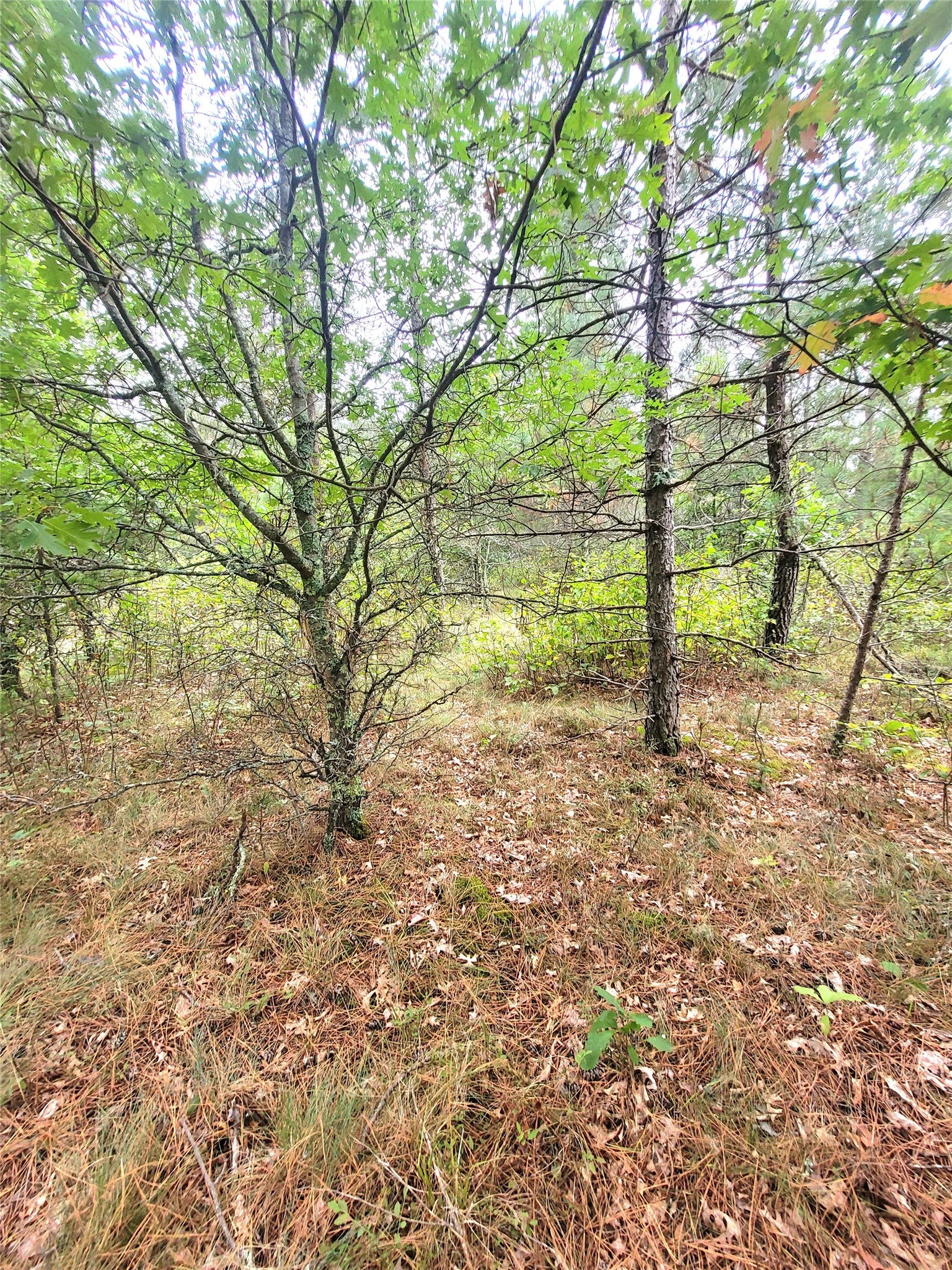 0 Blueberry Road Gordon, WI 54838 - Photo 19 of 35 Gallery Image 19