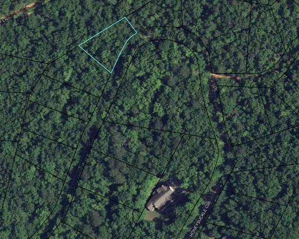 a view of a forest with a tree