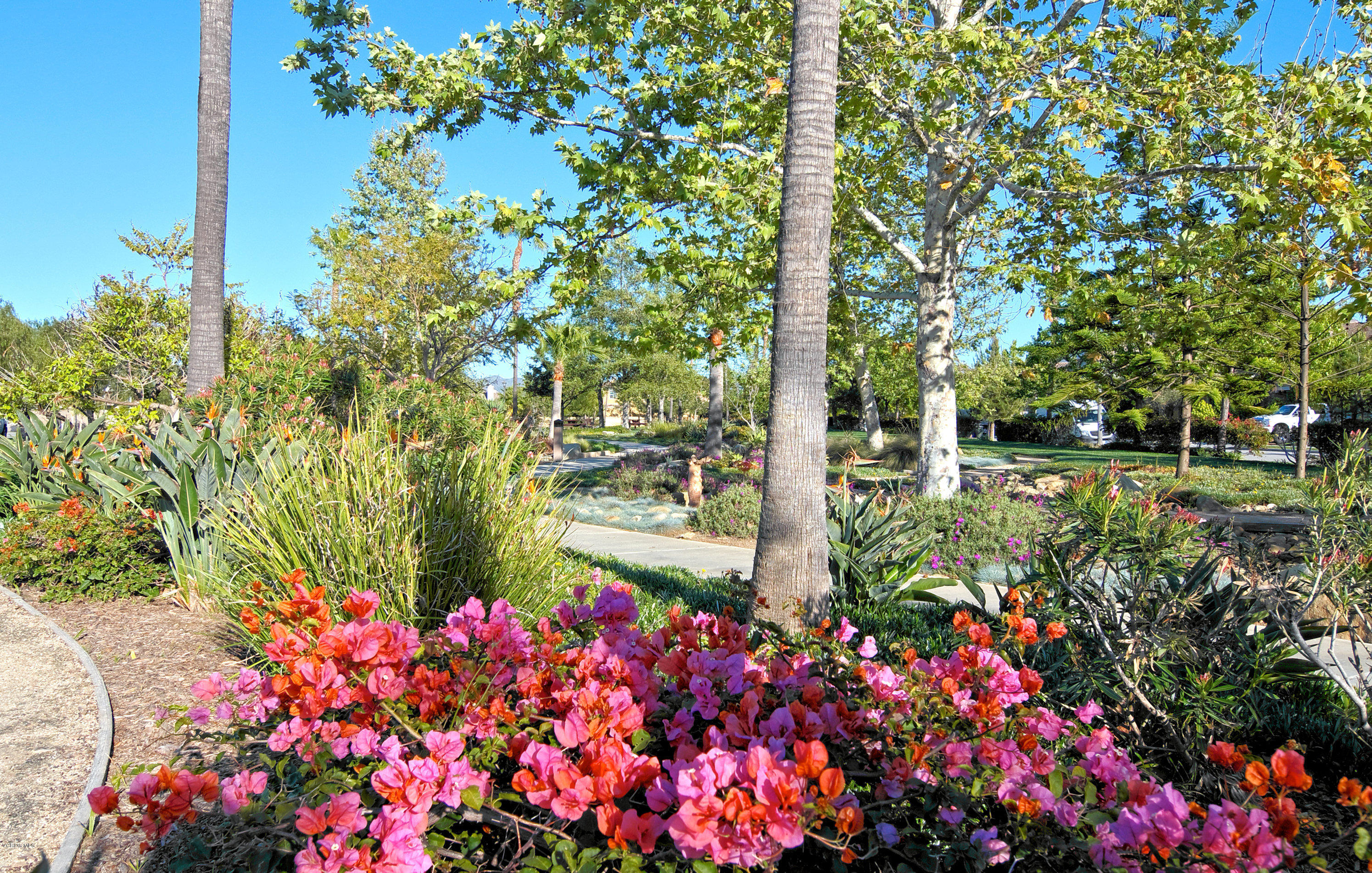 421 Spring Park Road Camarillo, CA 93012 - Photo 47 of 51 a picture of flowers
