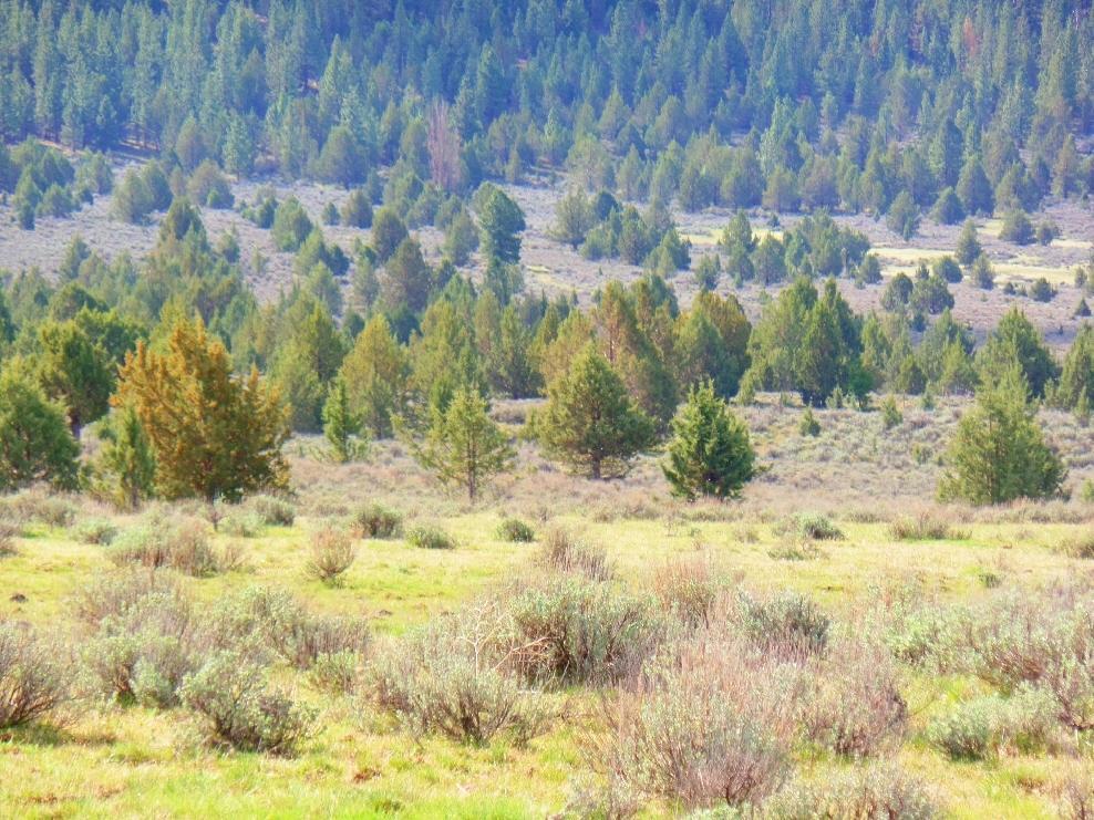 545-795 Punkin Center Road Bieber, CA 96009 - Photo 34 of 35 20150323204601741916000000-o