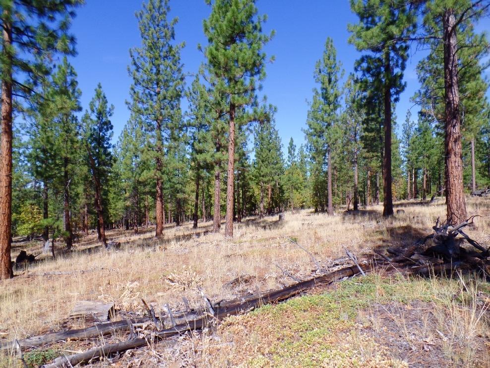 545-795 Punkin Center Road Bieber, CA 96009 - Photo 10 of 35 20150323203409230870000000-o