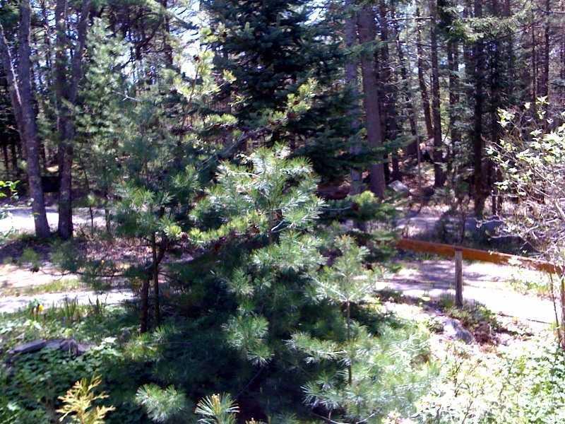 68 Macomber Pines Road Mount Desert, ME 04660 - Photo 10 of 11 Yard/Garden. Natural landscaping!
