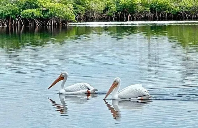a view of flowers in middle of the garden