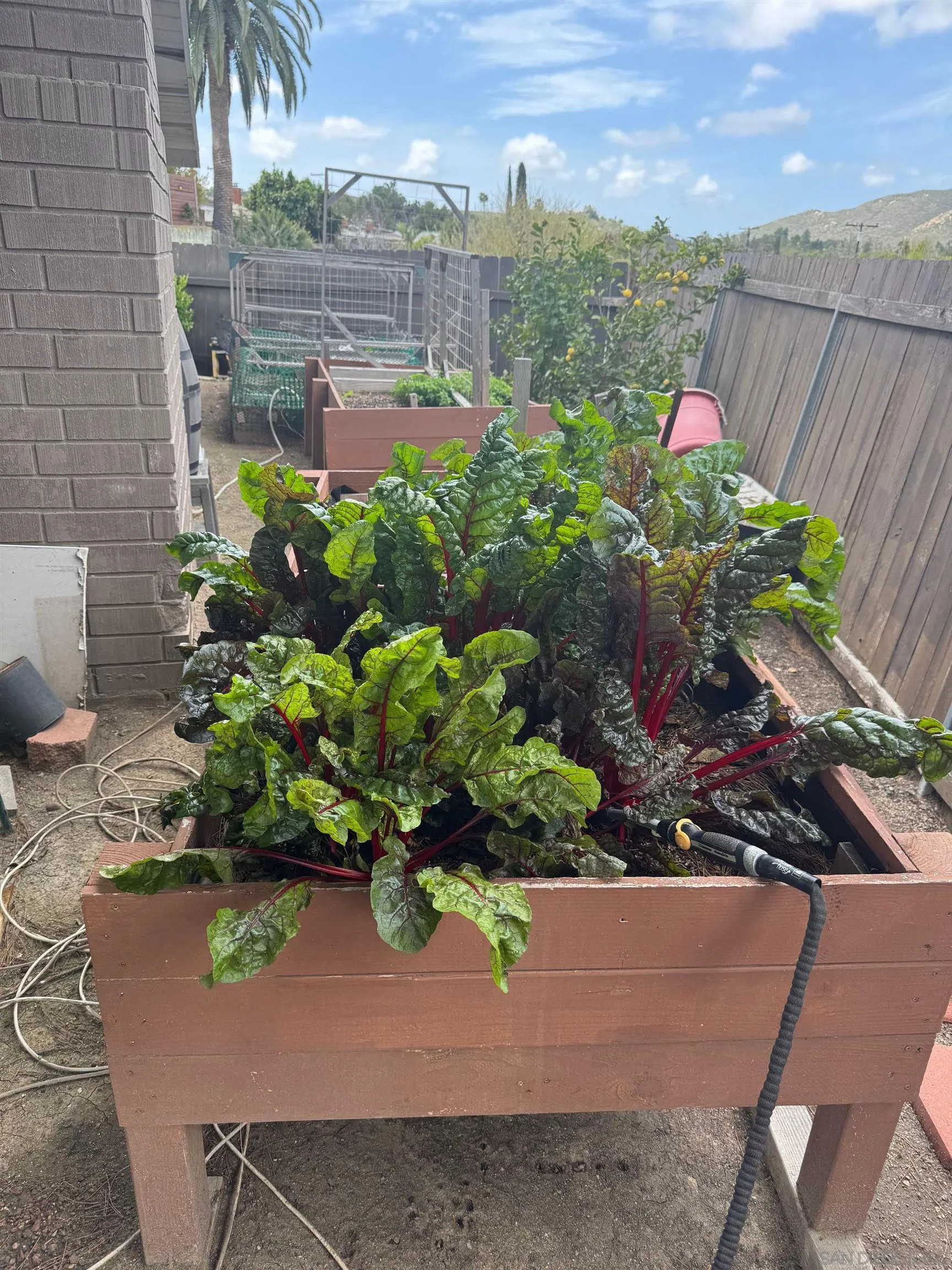 12710 Montauk Street Poway, CA 92064 - Photo 29 of 51 a view of a flower in a yard
