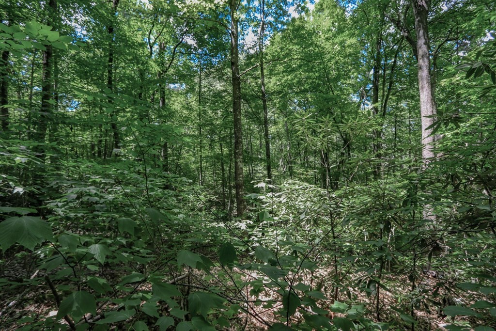 33983400 Laurelwood Road Cosby, TN 37722 - Photo 35 of 35 Gallery Image 35