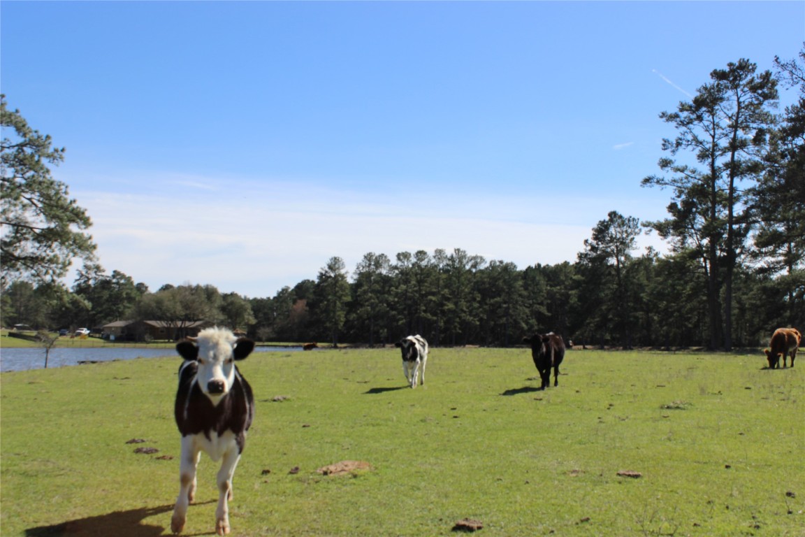 28335 Riley Road Waller, TX 77484 - Photo 3 of 20 Unrestricted for cattle or horses.