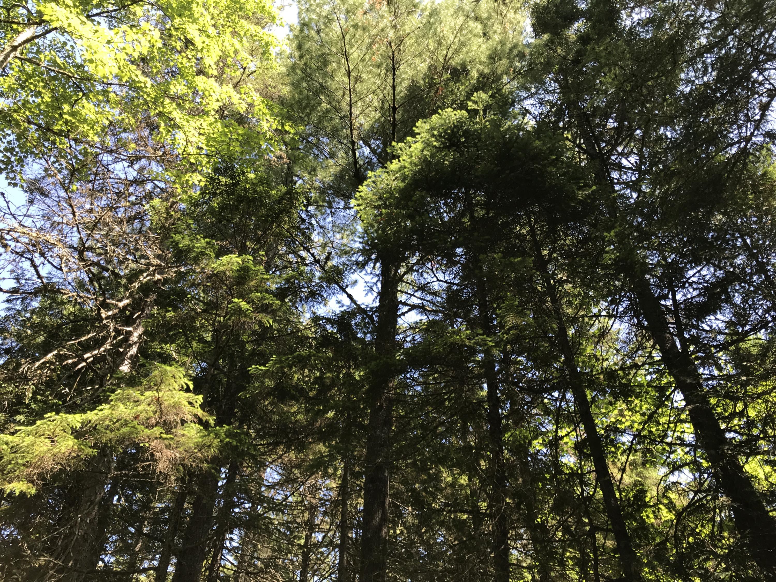 1422 Main Road Burlington, ME 04417 - Photo 15 of 16 2019-07-08 10.56.02