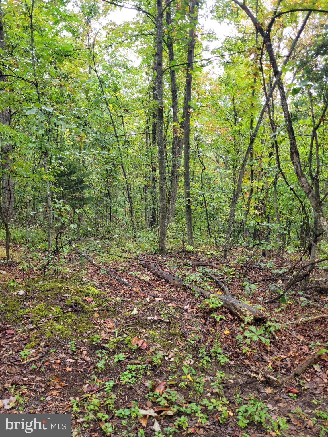 Hawks Way Delray, WV 26714 - Photo 2 of 8 Wooded