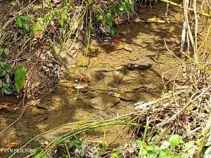 $205,000 | 4123 Panther Creek Road, Sneedville, TN 37869