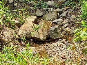 $205,000 | 4123 Panther Creek Road, Sneedville, TN 37869