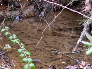 $205,000 | 4123 Panther Creek Road, Sneedville, TN 37869