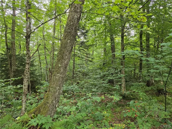$24,900 | 0 William Ernst Road, West Leyden, NY 13489
