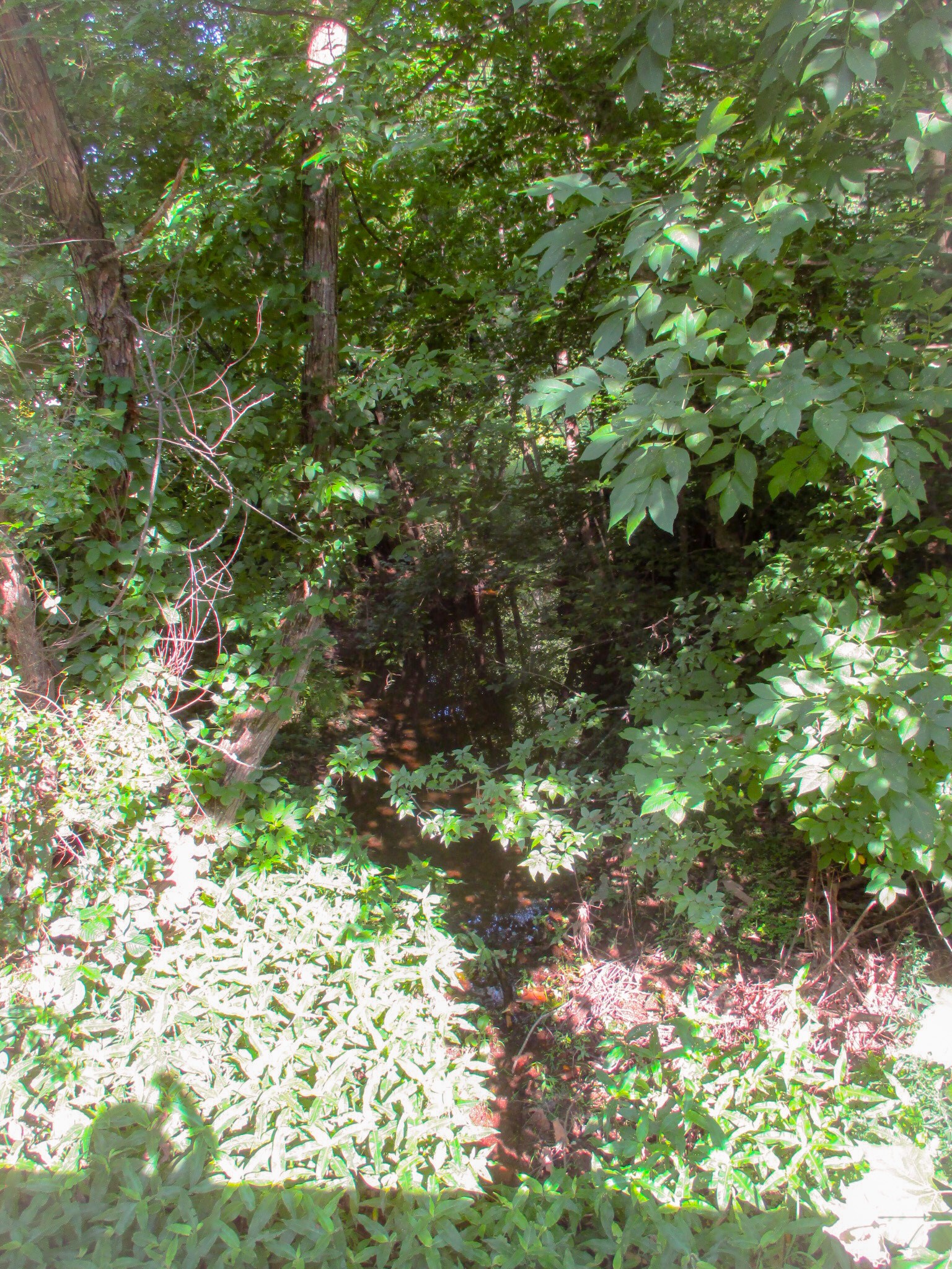 0 Spring Meadows Lane Morrison, TN 37357 - Photo 9 of 12 a view of a tree