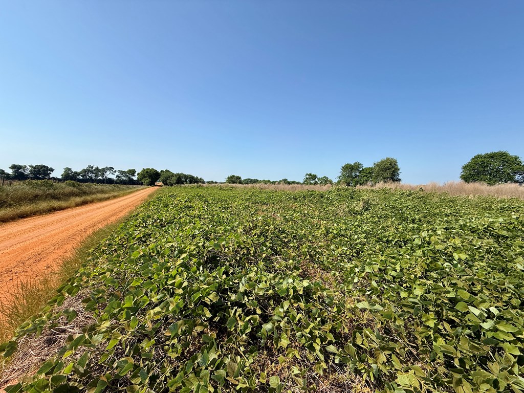 1.0-acre Hollis Dairy Road Newton, AL 36352 - Photo 4 of 6