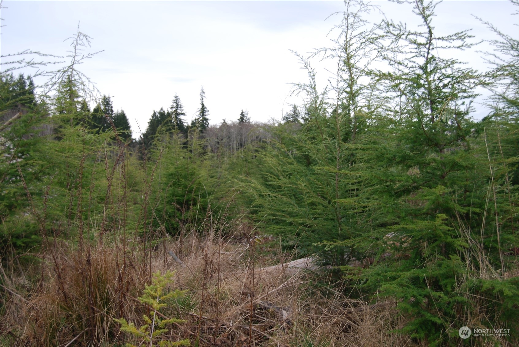 0 Shimko Road Port Angeles, WA 98363 - Photo 5 of 6 Gallery Image 5