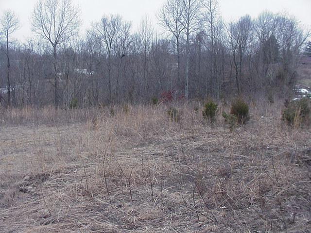 a view of a dry yard with trees in the background