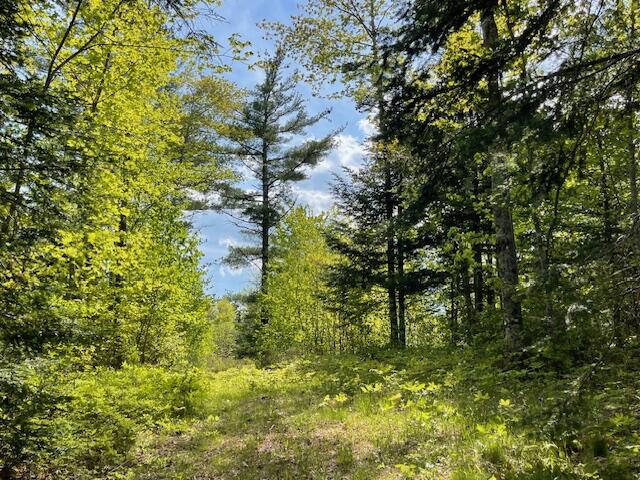 Map5-lot6 Youngs Cove Road Pembroke, ME 04666 - Photo 6 of 30 IMG_7170 (2)