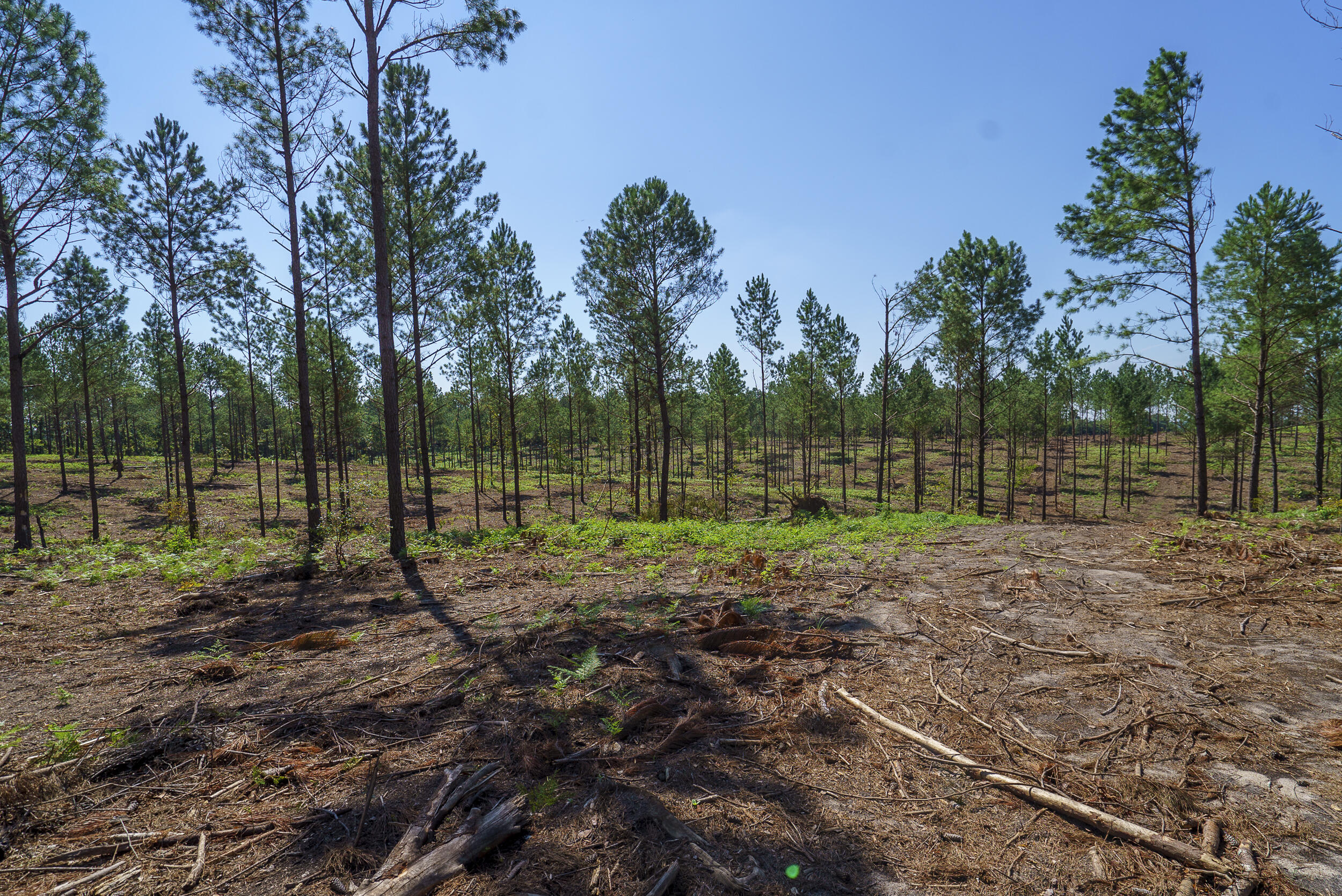 Lot 6 Bluffwood Road Wagener, SC 29164 - Photo 9 of 15