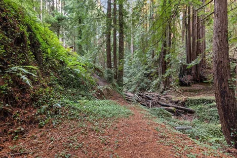 a view of a forest that has large trees