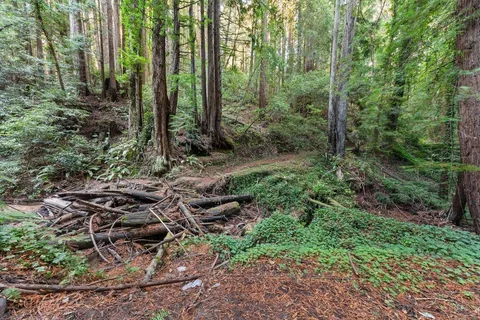 a view of a forest with lots of trees