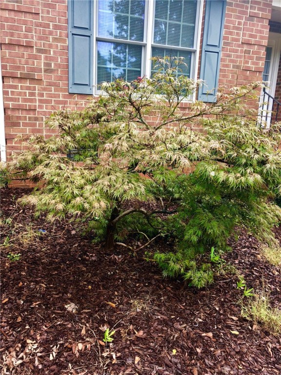 130 Holly Ridge Drive Anderson, SC 29621 - Photo 3 of 33 Japanese Maple in the front bed.