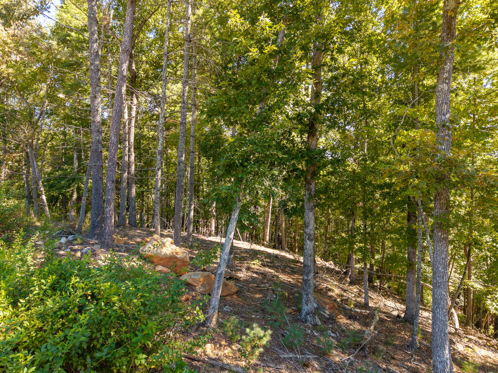 Lot 62 Ridge Drive Blue Ridge, GA 30513 - Photo 5 of 17 Gallery Image 5