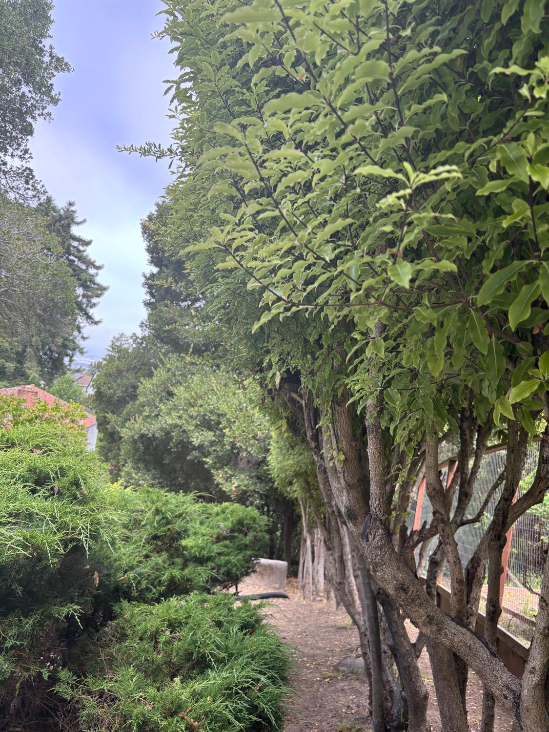 564 Spruce Street Berkeley, CA 94707 - Photo 23 of 27 Rear Yard 1