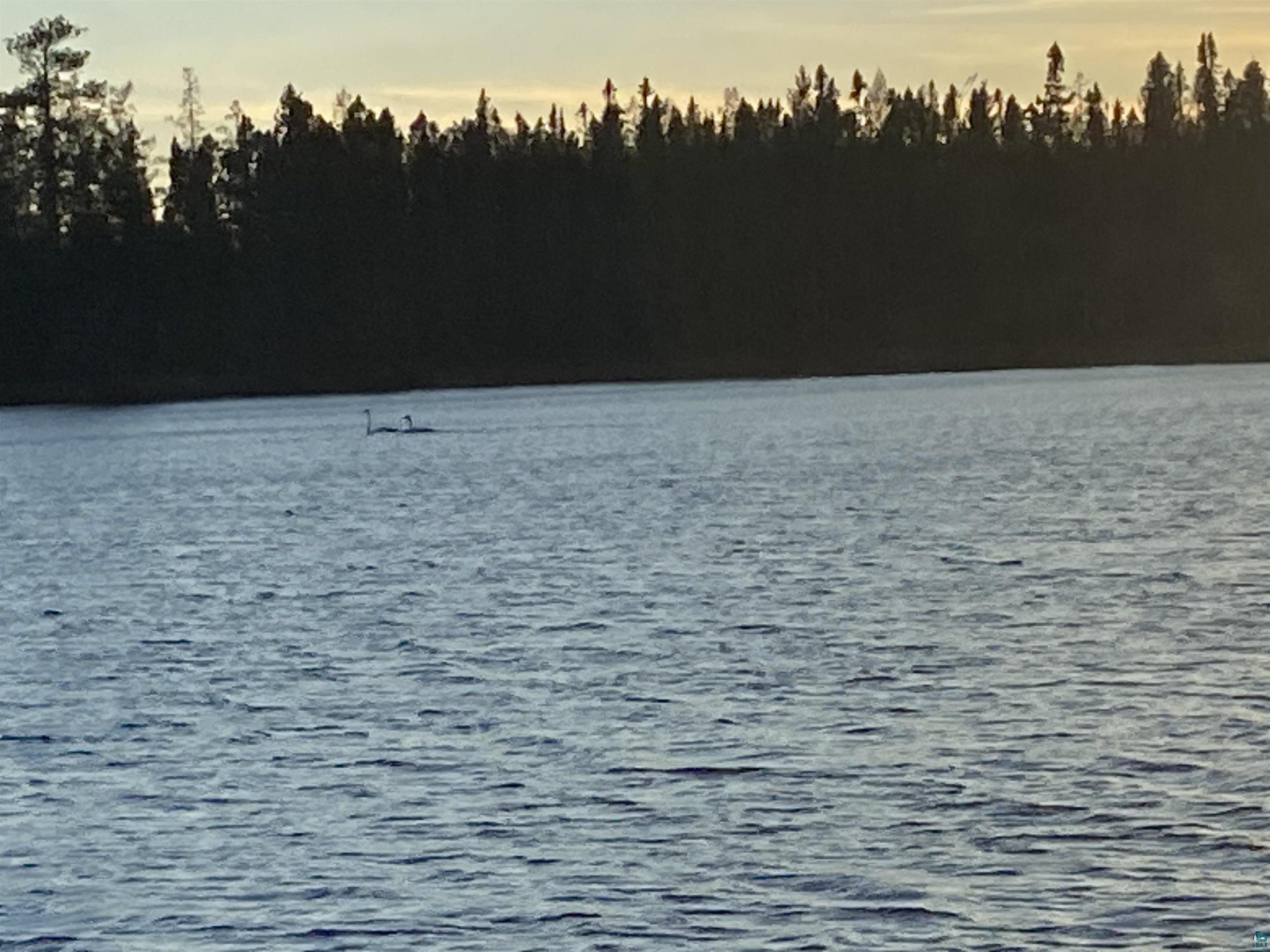 2102-1 Bear Lake Road Duluth, MN 55803 - Photo 20 of 23 Share the lake with the Swans