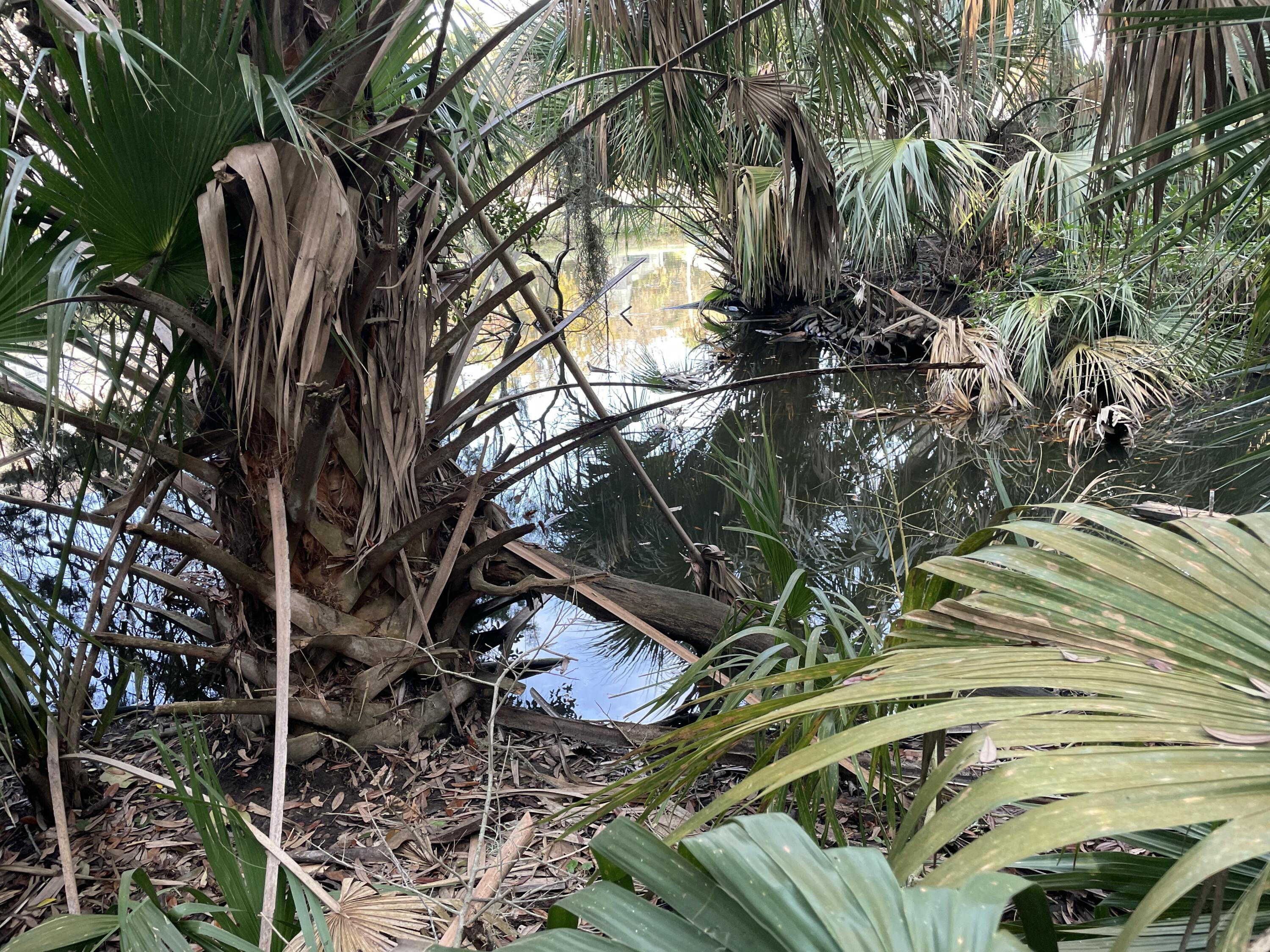 539 Oristo Ridge Edisto Beach, SC 29438 - Photo 11 of 12 IMG_1917
