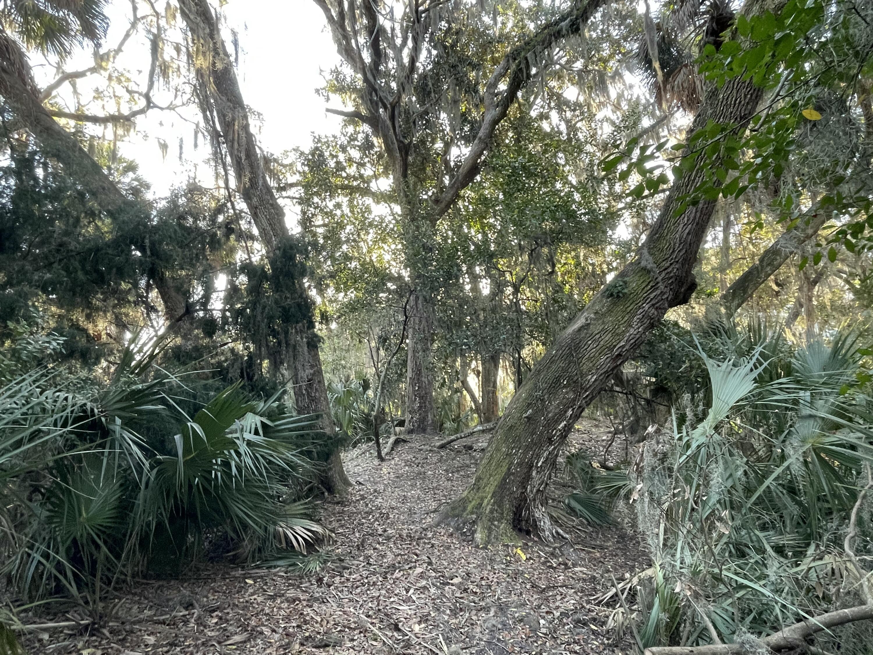 539 Oristo Ridge Edisto Beach, SC 29438 - Photo 3 of 12 IMG_1968
