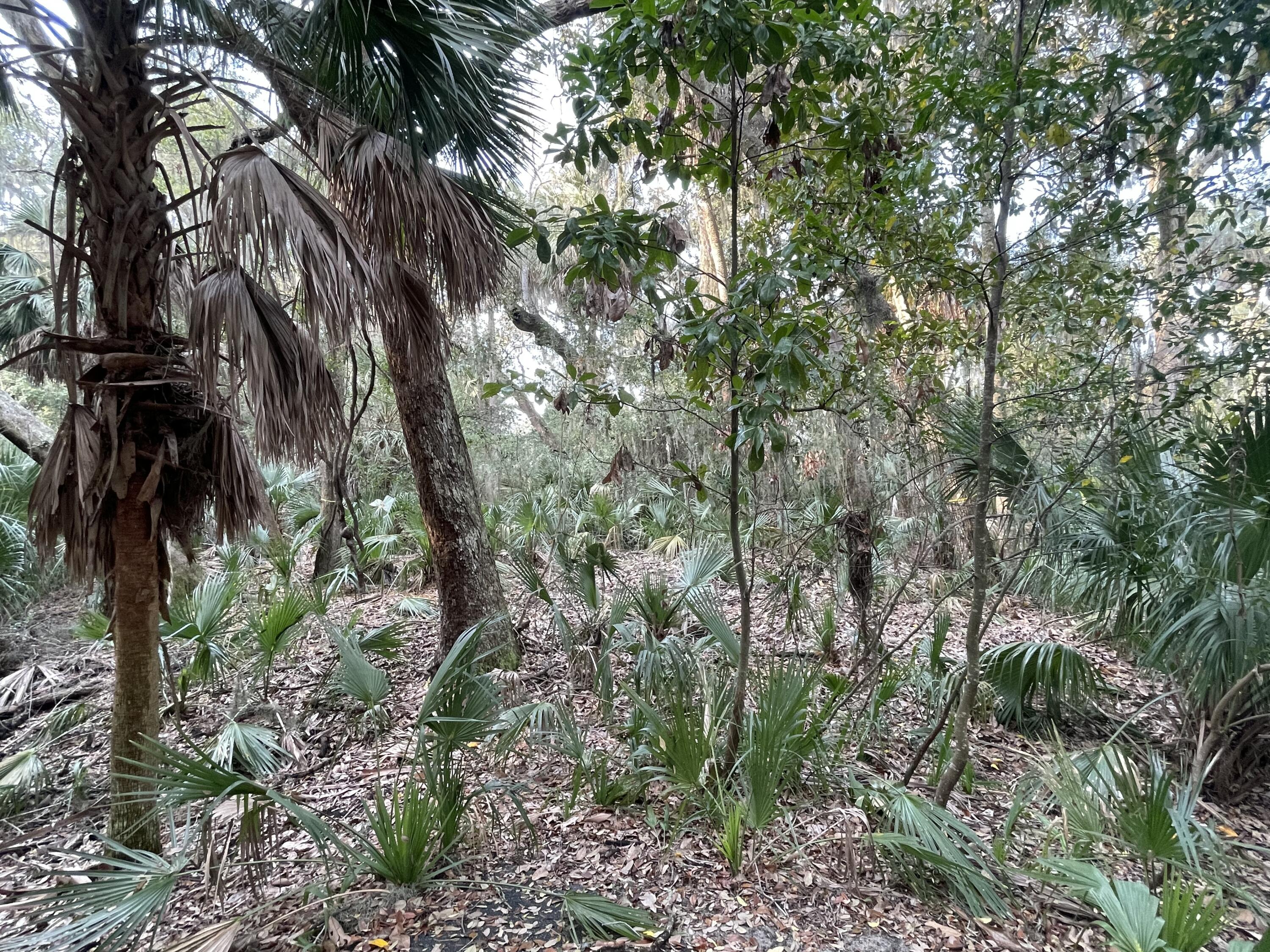 539 Oristo Ridge Edisto Beach, SC 29438 - Photo 6 of 12 IMG_1912