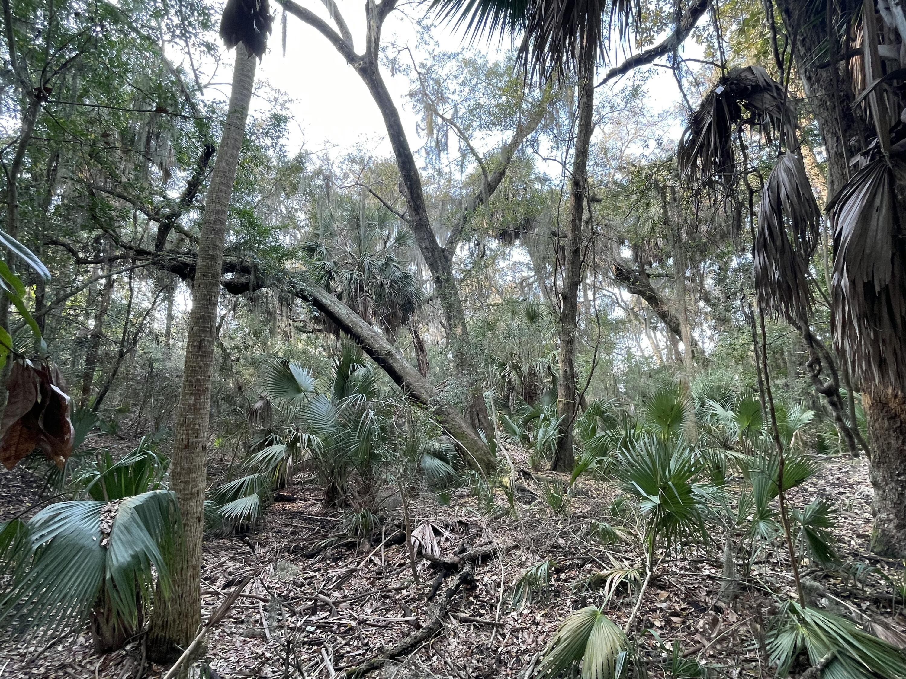 539 Oristo Ridge Edisto Beach, SC 29438 - Photo 7 of 12 IMG_1913