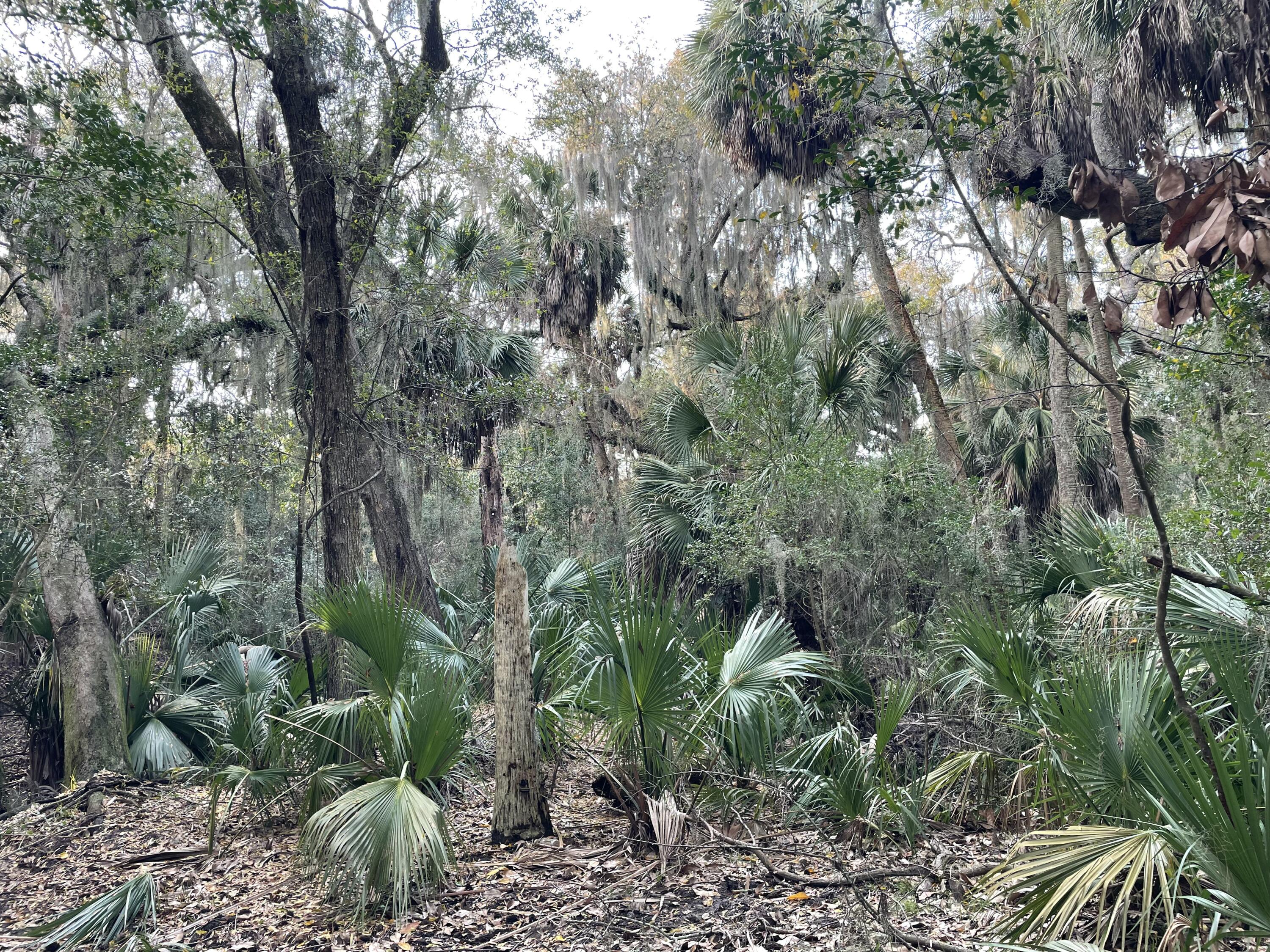 539 Oristo Ridge Edisto Beach, SC 29438 - Photo 8 of 12 IMG_1914