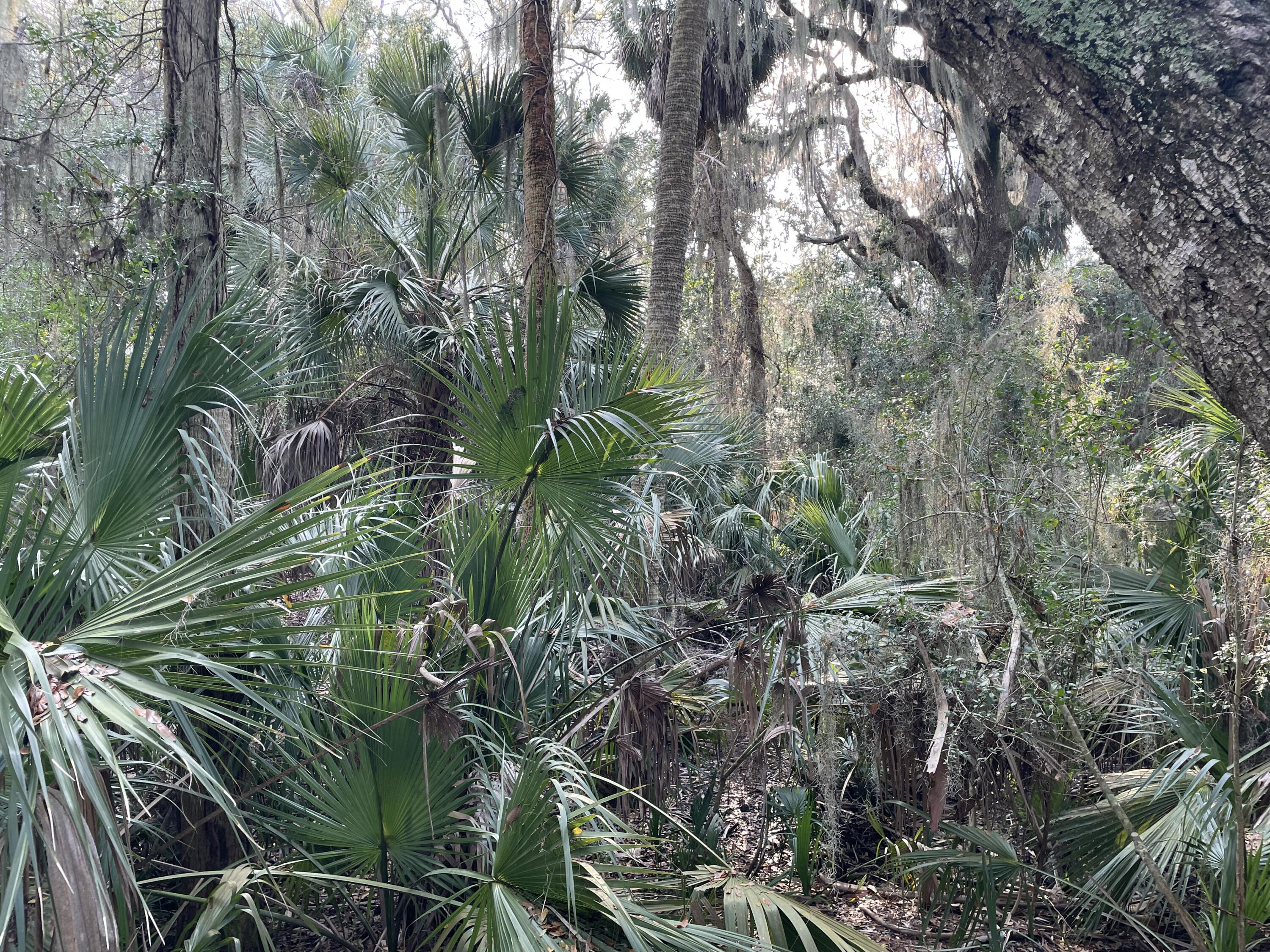 539 Oristo Ridge Edisto Beach, SC 29438 - Photo 9 of 12 IMG_1915