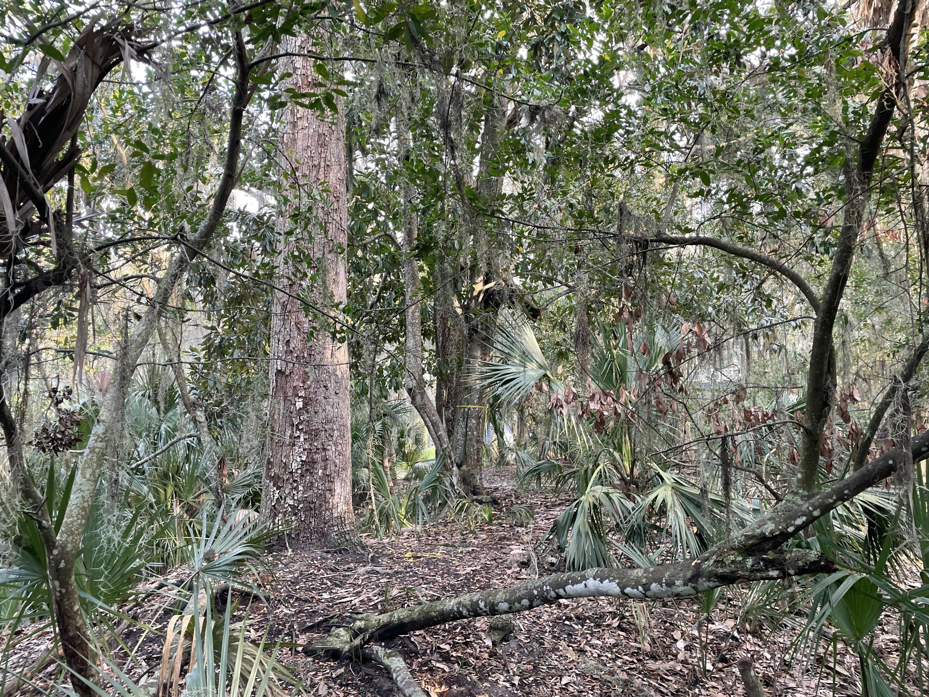 539 Oristo Ridge Edisto Beach, SC 29438 - Photo 10 of 12 IMG_1916