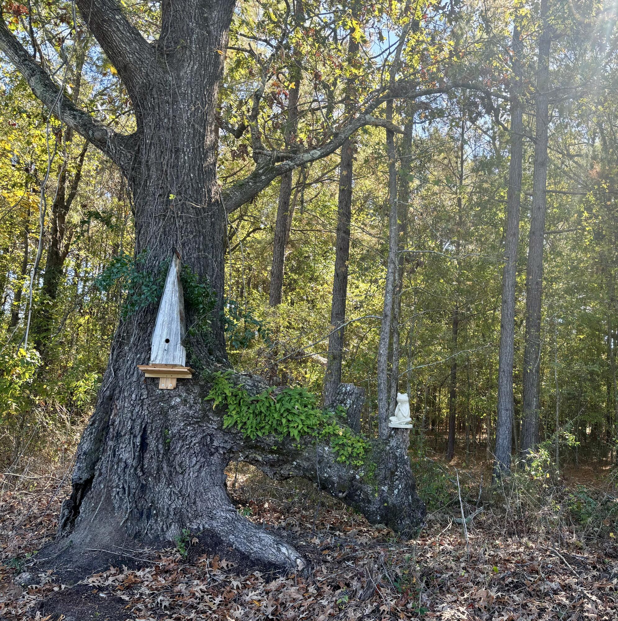 243 Nexsen Road Kingstree, SC 29556 - Photo 18 of 35 IMG_2955