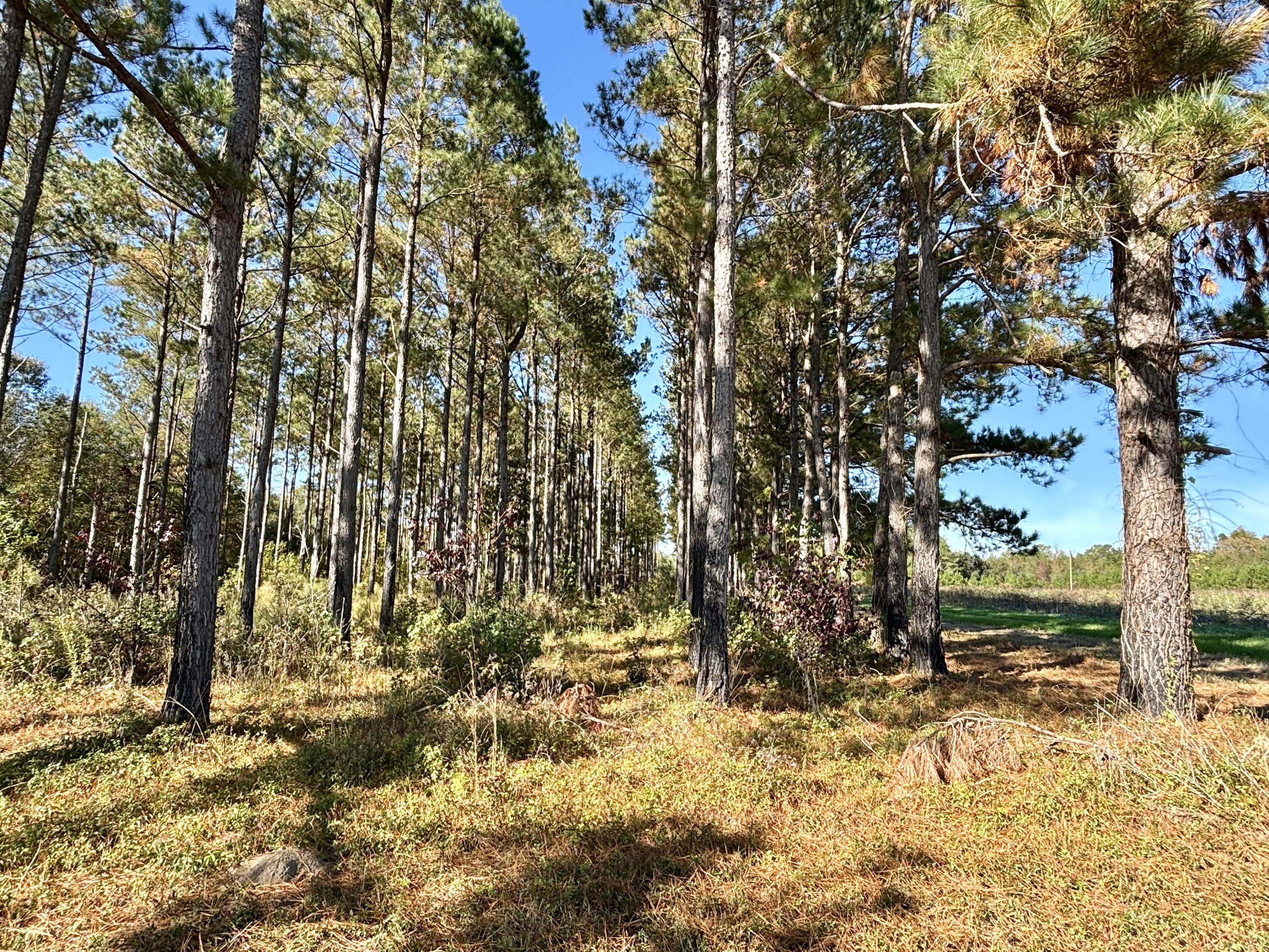 243 Nexsen Road Kingstree, SC 29556 - Photo 23 of 35 IMG_3026