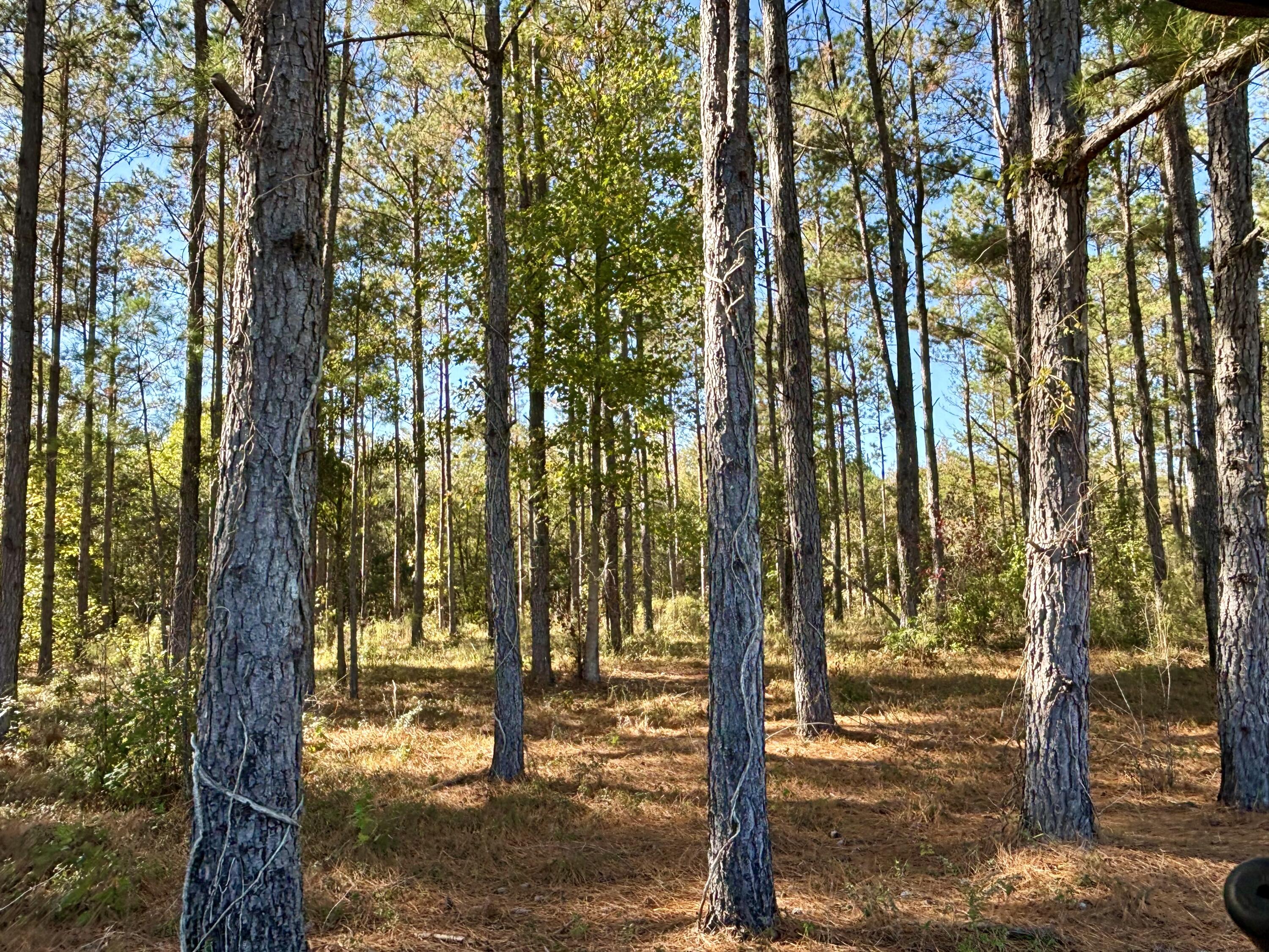 243 Nexsen Road Kingstree, SC 29556 - Photo 24 of 35 IMG_3030