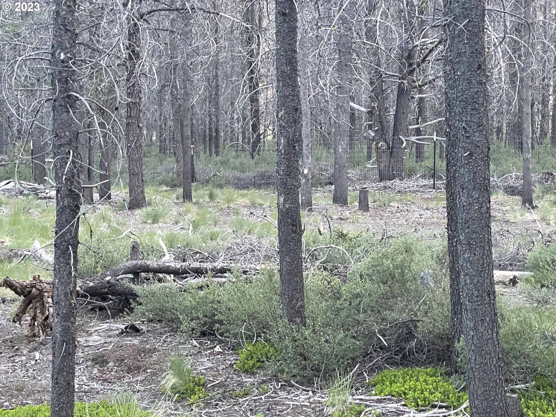 Priday Loop, Unit 23 Chiloquin, OR 97624 - Photo 13 of 21 a view of a forest filled with trees