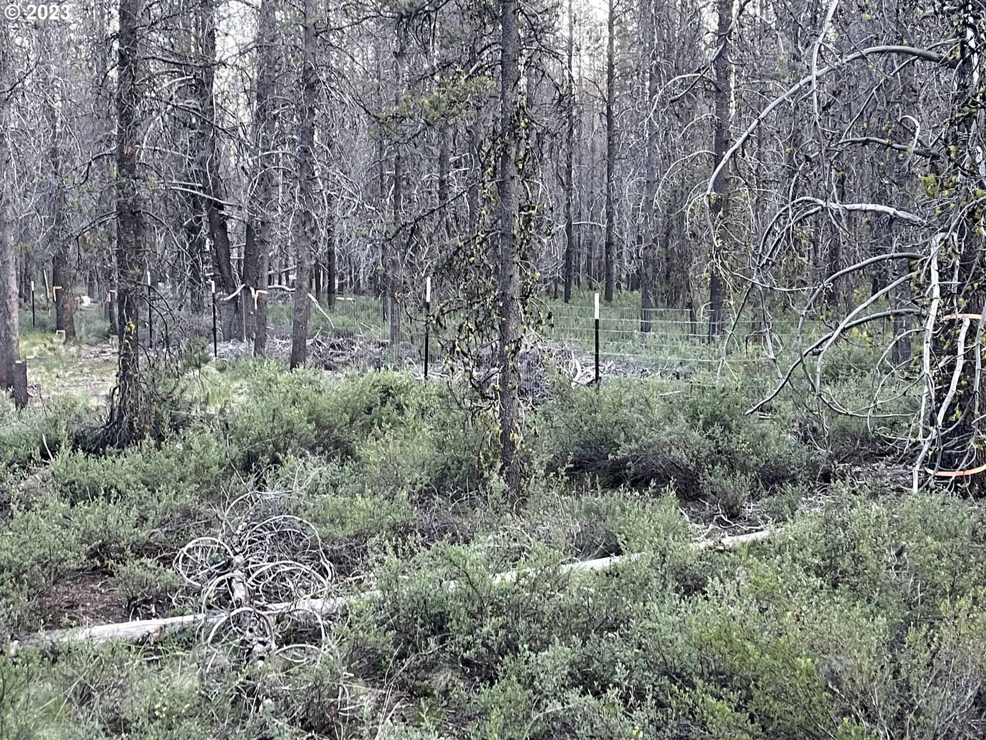 Priday Loop, Unit 23 Chiloquin, OR 97624 - Photo 16 of 21 a view of a lush green forest
