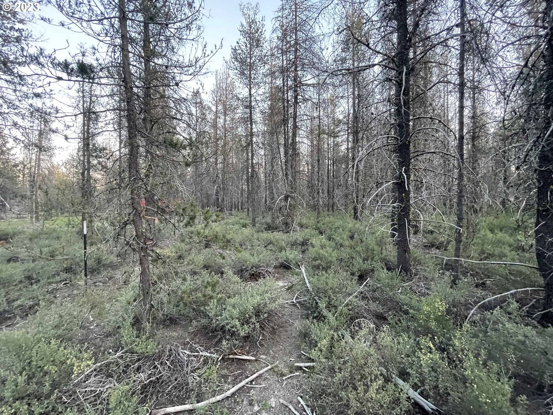 Priday Loop, Unit 23 Chiloquin, OR 97624 - Photo 17 of 21 a view of a forest with trees in the background